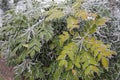 Frosty leaves and branches Royalty Free Stock Photo