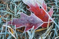 Frosty leaves on grass. Autumn background. Hoarfrost on plants. Cold nature. Creative nature layout