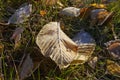 Frosty leaves on ground Royalty Free Stock Photo