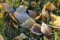 Frosty leaves on ground Royalty Free Stock Photo