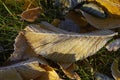 Frosty leaves on ground Royalty Free Stock Photo