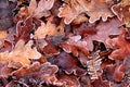 Frosty leaves on the ground Royalty Free Stock Photo