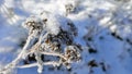 the frosty leaves have tiny brown flowers in them covered with ice Royalty Free Stock Photo