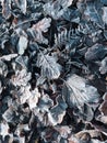 Frosty leaves lying on the ground. Royalty Free Stock Photo