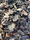 Frosty leaves lying on the ground. Royalty Free Stock Photo