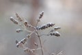 Frosty Leaves of Mint