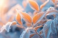 Frosty leaves of a plant on a winter