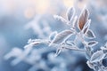 frosty leaves on a plant in the winter