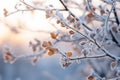 frosty leaves on a tree branch at sunset