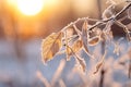 frosty leaves on a tree branch at sunset