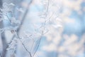 frosty leaves on a tree in the winter