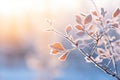 frosty leaves on a tree in the winter sun