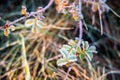 Frosty little leaves Royalty Free Stock Photo