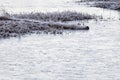 Frosty Log On Frozen Pond