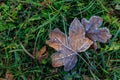 Frosty maple leaf on green grass Royalty Free Stock Photo