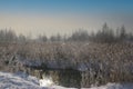 frosty mare over the frozen swamp. frost formed on reeds and trees Royalty Free Stock Photo