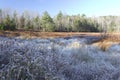 Frosty marsh area