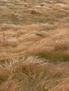 Frosty Meadow