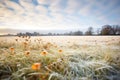 frosty meadow beneath billowy clouds