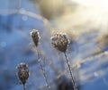 Frosty meadow flowers