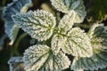 Frosty Mint in Nature Cold Morning. Mint leaves are tipped with frozen dew on a cold winter morning.