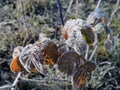 Frosty morning in the autumn fruit garden Royalty Free Stock Photo