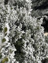 Frosty morning in the city. Leaves and branches of boxwood are covered with frost. Royalty Free Stock Photo