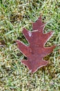 Frosty morning, dead oak leaf on green grass and moss, as a nature background Royalty Free Stock Photo