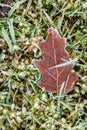 Frosty morning, dead oak leaf on green grass and moss, as a nature background Royalty Free Stock Photo