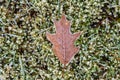 Frosty morning, dead oak leaf on green grass and moss, as a nature background Royalty Free Stock Photo