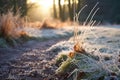 frosty morning dew on grass alongside a forest trail Royalty Free Stock Photo