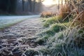 frosty morning dew on grass alongside a forest trail Royalty Free Stock Photo