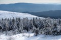 Frosty morning in forest. Winter landscape, wintry scene of frosty trees on snowy foggy background. Royalty Free Stock Photo