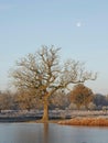 Frosty Majesty : The Oak Tree by Heron Pond in Bushy Park Royalty Free Stock Photo