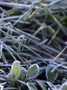 Frosty morning leaves Royalty Free Stock Photo