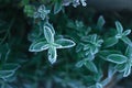 On a frosty morning, a mint in a frost taken from above.