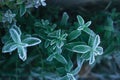 On a frosty morning, a mint in a frost taken from above.