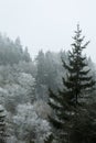 Frosty Morning on Newfound Gap Road, Great Smoky Mountains National Park, TN Royalty Free Stock Photo