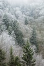Frosty Morning on Newfound Gap Road, Great Smoky Mountains National Park, TN Royalty Free Stock Photo
