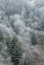 Frosty Morning on Newfound Gap Road, Great Smoky Mountains National Park, TN Royalty Free Stock Photo