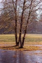 Twin trees over frosty pond Royalty Free Stock Photo