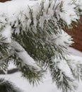 Frosty morning, in which were photographed pine branches, covered with morning frost. Photo close up with blue sky Royalty Free Stock Photo