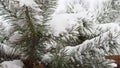 Frosty morning, in which were photographed pine branches, covered with morning frost. Photo close up with blue sky Royalty Free Stock Photo