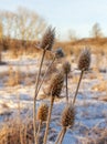 Frosty winter morning in nature, warm morning light on the background of snow, shrubs and trees in frost patterns.