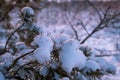 Frosty morning in the winter forest. Snowy pine branch against the background of frosty dawn.