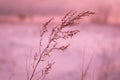 Frosty morning in the winter forest. Spikelets and blades of grass in hoarfrost on the background of a snowy field and