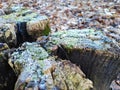 Frosty moss on a cutted tree& x27;s trunk in the winter forest Royalty Free Stock Photo