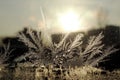 frosty natural pattern and sun on winter glass Royalty Free Stock Photo