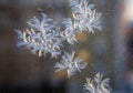 Beautiful frosty natural pattern on winter window