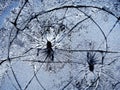 Frosty natural pattern on winter window, and broken, glass and Painting effect Royalty Free Stock Photo